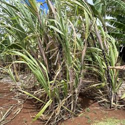 Grove Farm Sugar Plantation Museum - Sugar cane