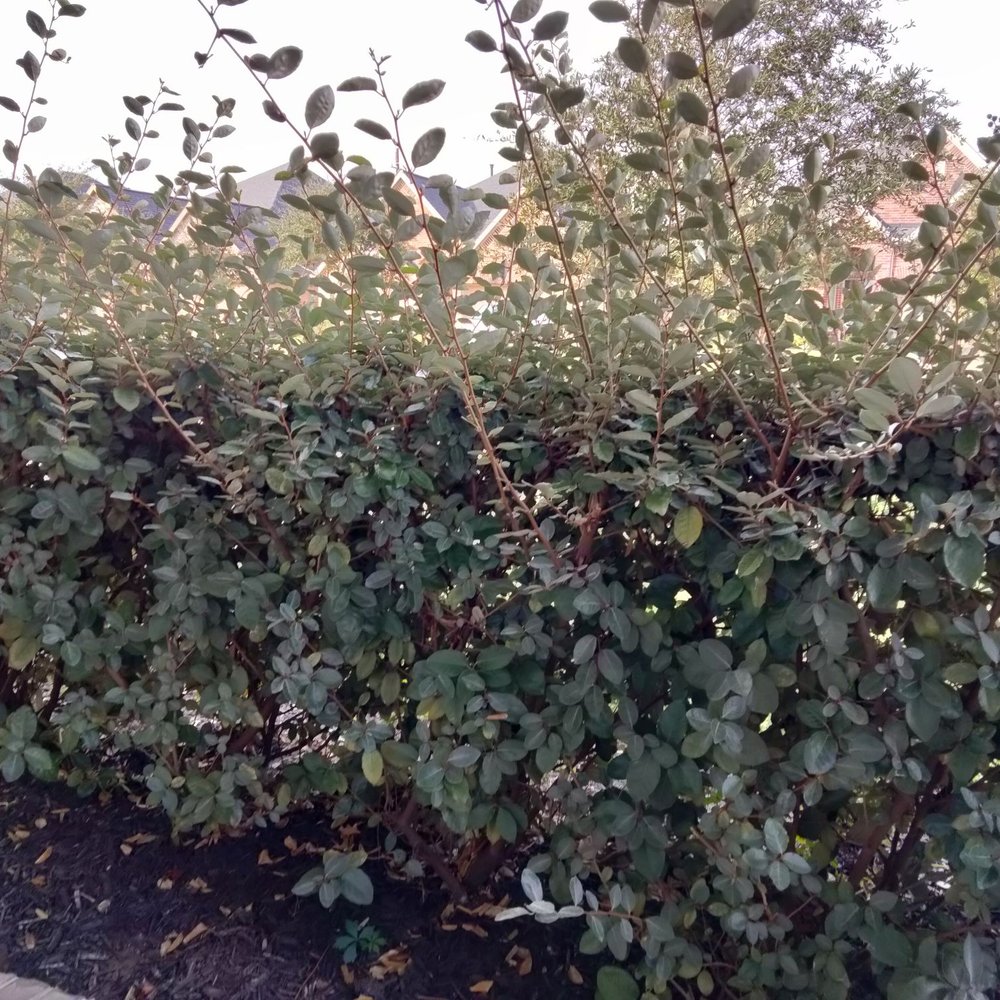 Lone Star Lawn Services - a hedge in the foreground - Lawn Services Near Me Lone Star Lawn Services - a hedge in the foreground - Lawn Services Near Me
