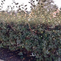 a hedge in the foreground