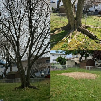 Crown Tree Arborcare - Tree removal and stump grinding(including surface roots) - Tree Services Near Me Crown Tree Arborcare - Tree removal and stump grinding(including surface roots) - Tree Services Near Me