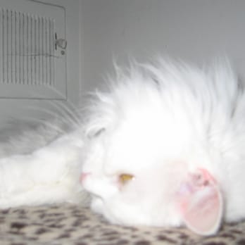 Groomingdales - Kitten - Pet Groomers Near Me - Livonia, Michigan