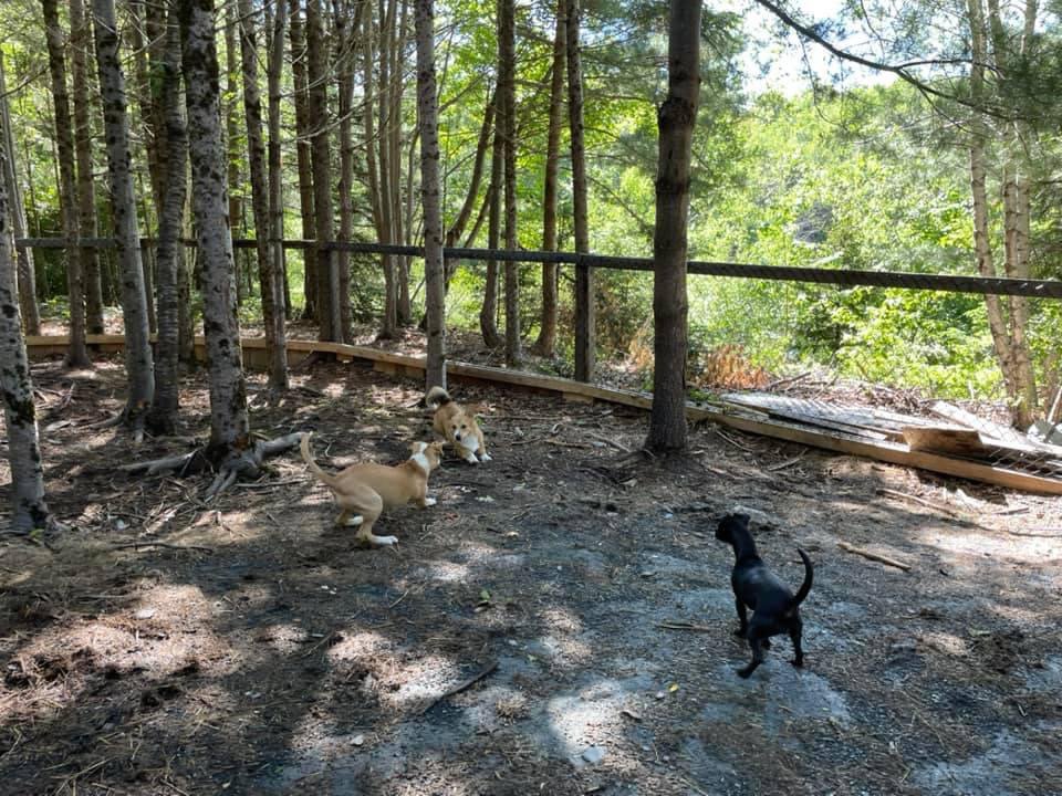 THE DOG HOUSE DOGGIE DAYCARE 10 Photos 319 Bruhm Road, Branch