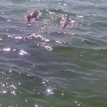 Destin Dolphin Cruise - Boat Tours Near Me - Destin, Florida