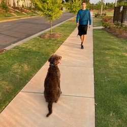 Allegiant K9s - Private session with client Off Leash Heeling and obedience