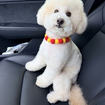 Kokoni Pets - Asian fusion style - Pet Groomers Near Me - San Gabriel, California Kokoni Pets - Asian fusion style - Pet Groomers Near Me - San Gabriel, California