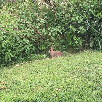 Putts and More - Loved finding baby bunnies along the course - Mini Golf Near Me - Holliston, Massachusetts