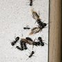 Photo of Solutions Pest Control