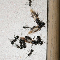 Solutions Pest Control - carpenter ants
