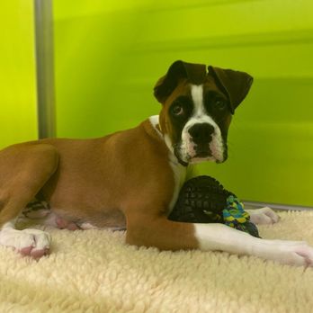 PetSuites Round Rock - Pet Boarding Near Me - Round Rock, Texas PetSuites Round Rock - Pet Boarding Near Me - Round Rock, Texas