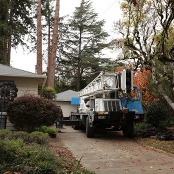 Professional Tree Surgeons - Tree Services Near Me