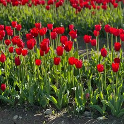Wicked Tulips Flower Farm