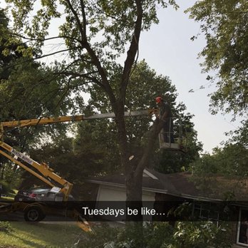 All-Star Landscaping - Tree removal. - Tree Services Near Me