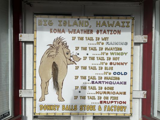 The Original Donkey Ball Store by null