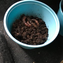 Scott's Bait Shop - Huge night crawlers