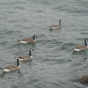 Stanley Park - Geese off Brockton Point - Parks Near Me - Vancouver, British Columbia Stanley Park - Geese off Brockton Point - Parks Near Me - Vancouver, British Columbia