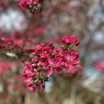 The Davey Tree Expert Company - Tree Services Near Me - Burr Ridge, Illinois