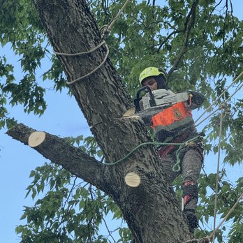 Native Tree Care - high altitude tree removal - Tree Services Near Me - Amelia, Ohio Native Tree Care - high altitude tree removal - Tree Services Near Me - Amelia, Ohio