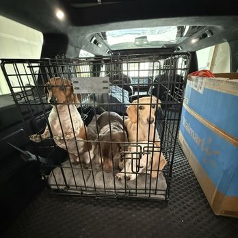 Rocky Mountain K9 - Ready to go play at RMK9 - Pet Boarding Near Me - Heber City, Utah