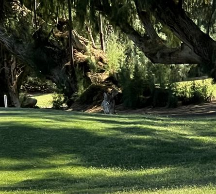 Furnace Creek Ranch Golf Course by null