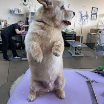 Elizabeth’s Grooming - Cairn terrier - Pet Groomers Near Me - Arvada, Colorado