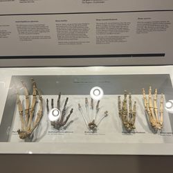 Maxwell Museum of Anthropology - The University of New Mexico - Evolution of hands