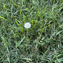 Real Green Pest and Lawn - No excuse!