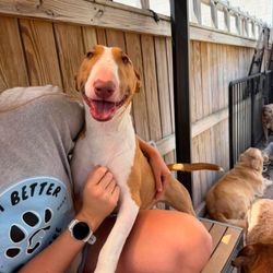 Phoenix Waggy Tails - Happy pups!