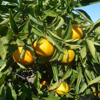 Magnolia Hill Orchard - best mandarins - Fruits & Veggies Near Me - Newcastle, California Magnolia Hill Orchard - best mandarins - Fruits & Veggies Near Me - Newcastle, California