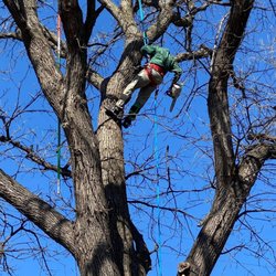 Father Earth Tree Service