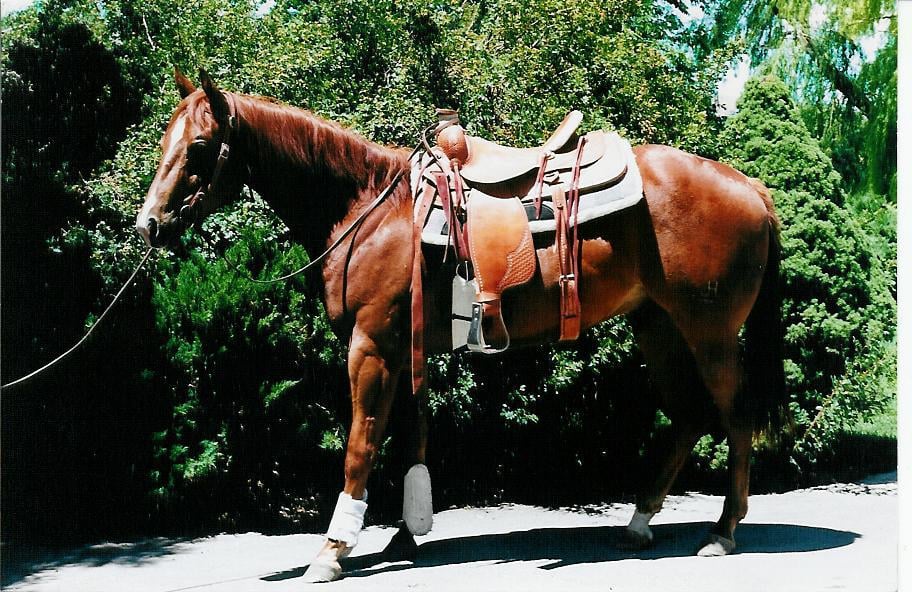 SMB HORSE SALES Updated September 2024 884 Bates Canyon Rd, Erda