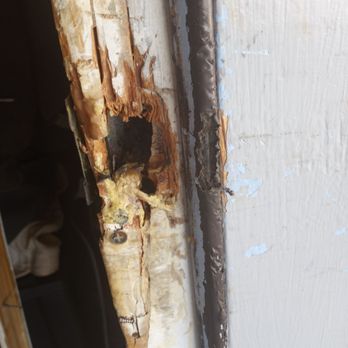 Twin Oaks Motel - These are what most these rooms look like .Black mold . Unless your a substance abuser this place has bed bugs. Roaches. - Hotels Near Me - Ashland, Virginia Twin Oaks Motel - These are what most these rooms look like .Black mold . Unless your a substance abuser this place has bed bugs. Roaches. - Hotels Near Me - Ashland, Virginia