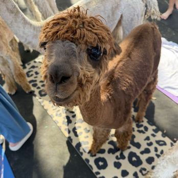 LunaSea Alpaca Farm - Attraction Farms Near Me - Clermont, Florida LunaSea Alpaca Farm - Attraction Farms Near Me - Clermont, Florida