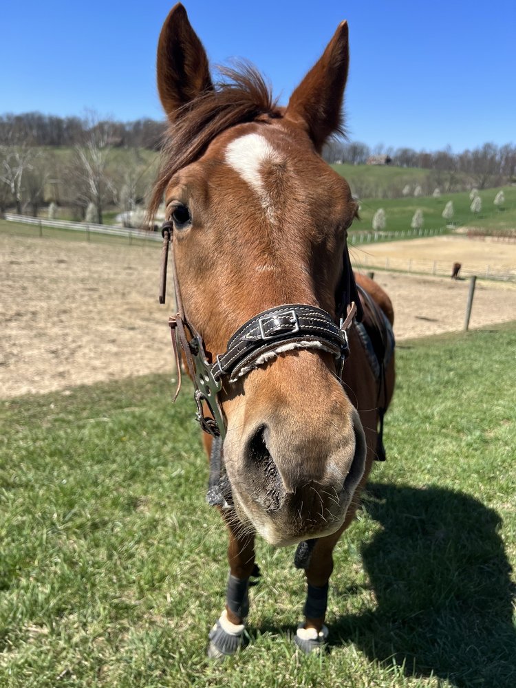Cedar Grove Farm Horse Boarding - equestrian in Burgettstown, PA