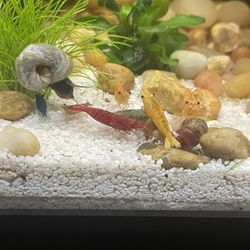 Under The Sea Aquatics - Shrimp I bought from the place