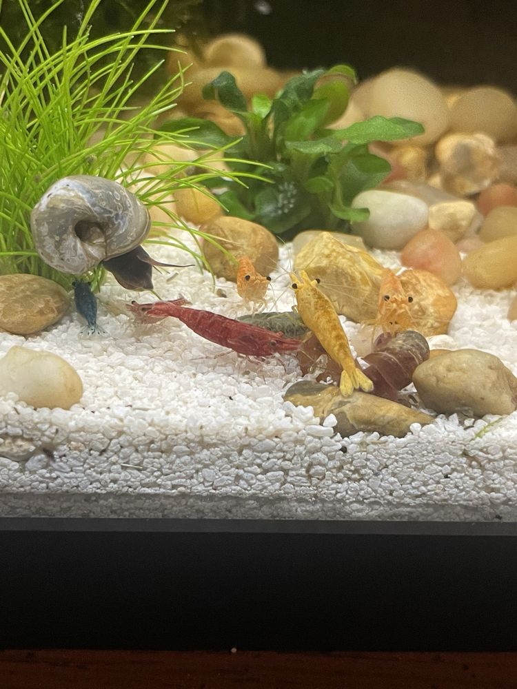 Under The Sea Aquatics Image