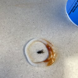 Wendy's - Garbage do not come here if you don't want a disease