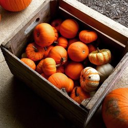 Woodbine Farms & Market