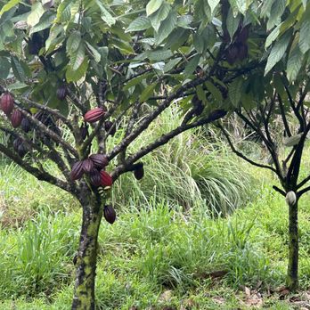Lavaloha - Cacao trees - Chocolatiers & Shops Near Me - Hilo, Hawaii