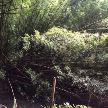 Judd Trail - Hiking Near Me - Honolulu, Hawaii