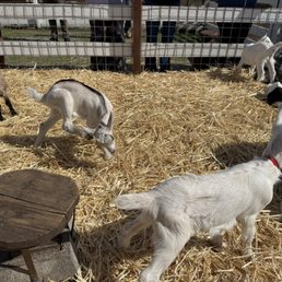 10 day old goats 10 day old goats