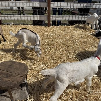 Harley Farms - 10 day old goats - Cheese Shops Near Me - Pescadero, California Harley Farms - 10 day old goats - Cheese Shops Near Me - Pescadero, California
