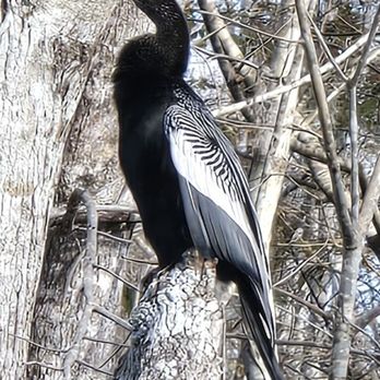 Sea Serpent Tour - A beautiful anhinga. - Boat Tours Near Me - Saint Augustine, Florida Sea Serpent Tour - A beautiful anhinga. - Boat Tours Near Me - Saint Augustine, Florida