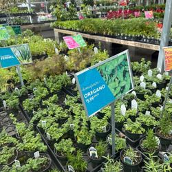 Anderson’s Drive-In - Herbs and flowers
