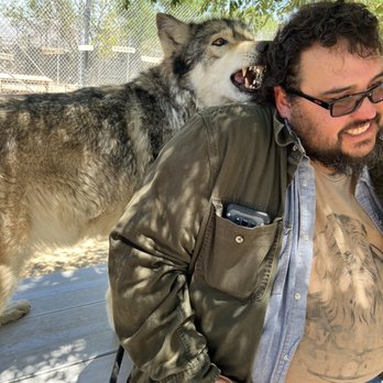 Wolf Mountain Sanctuary - Holman healing - Animal Shelters Near Me - Lucerne Valley, California Wolf Mountain Sanctuary - Holman healing - Animal Shelters Near Me - Lucerne Valley, California