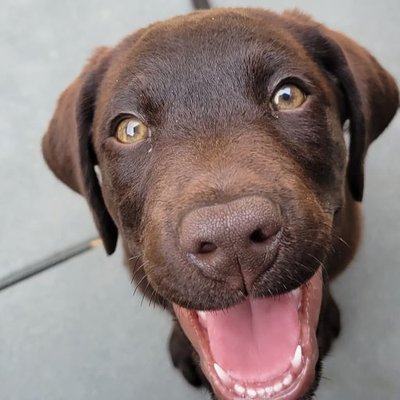 Puppy Training & Support - You'll benefit from a lot of support during your puppy's early developmental period. The 'imprinting time' ends around 14 weeks of age. Everything they have experienced until then, good and bad, sticks for life, so, getting this part right will serve you both well!

Having a happy, solid, grounded dog makes for a more relaxed life with a dog. They start by getting used to their new home. This includes learning where to relieve themselves, as well as what they can and can't bite, chew, eat, sleep on, climb on, or make noise about. Getting accustomed to people of all types and ages is also learned during this adjustment period. There's a lot they don't understand. 

I will teach you about identifying your puppy's needs verses wants; how to create boundaries, both physical and otherwise; and how to offer 'time-outs' when undesirable behaviors occur. Since our dogs are the sum of what they experience, let's be intentional, proactive, and teach our puppies what they need to know. Otherwise, they will make it up for themselves!

I will teach you techniques and protocols that kindly help your puppy understand what you want. By helping you understand and work through the frustrations and challenges of puppyhood, you will experience more calm and harmony in your home.