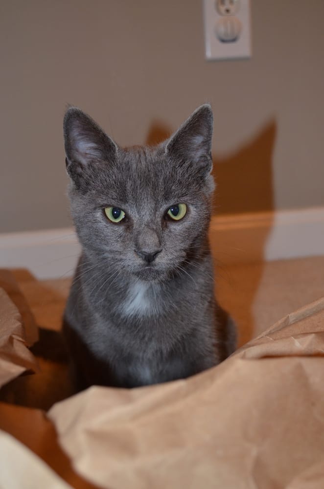 PAWS ON THE BAY Lusby, Maryland Dog Walkers Phone Number Yelp