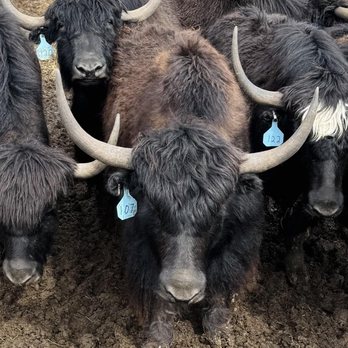 Wild Plains Yaks - Ranches Near Me - Elbert, Colorado Wild Plains Yaks - Ranches Near Me - Elbert, Colorado