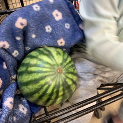 Randazzo Fresh Market - Personal seedless watermelon, as big as my toddler, only $1.49