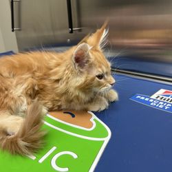 Linderman Animal Hospital - Burn. Our Maine Coon kitten.