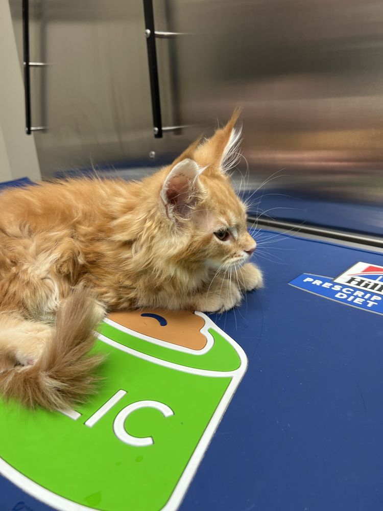 Linderman Animal Hospital - pet boarding facility in Brownsboro, AL